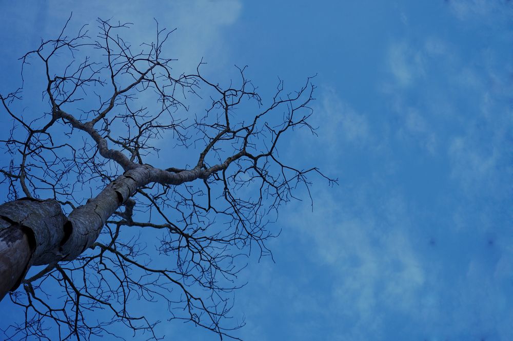 Photograph by Md. Shaafiul Islam Mahin