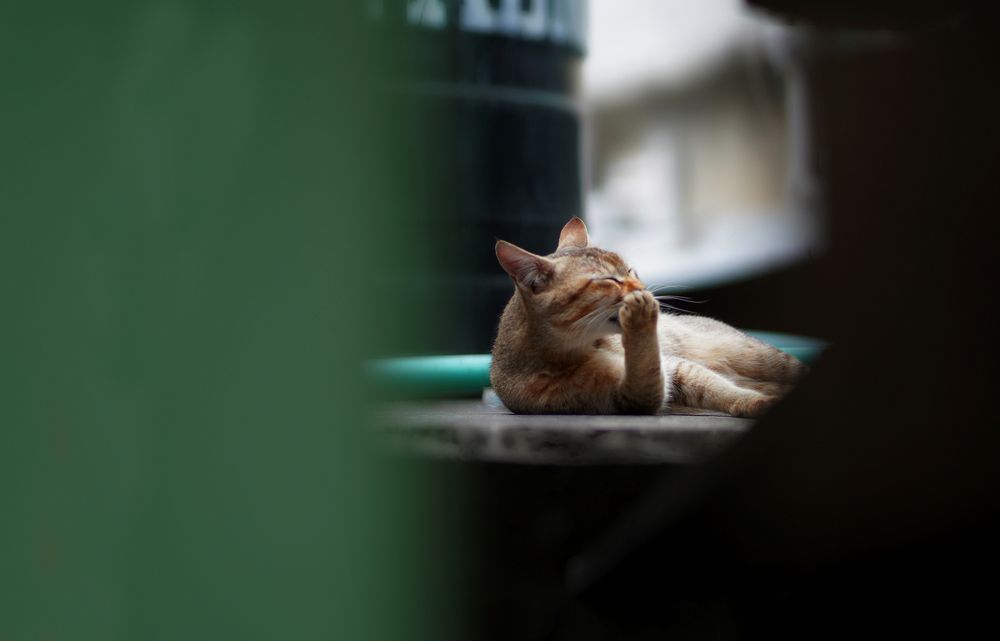 Photograph by Md. Shaafiul Islam Mahin