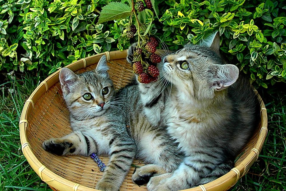 Photograph by Нелли Сидоренко
