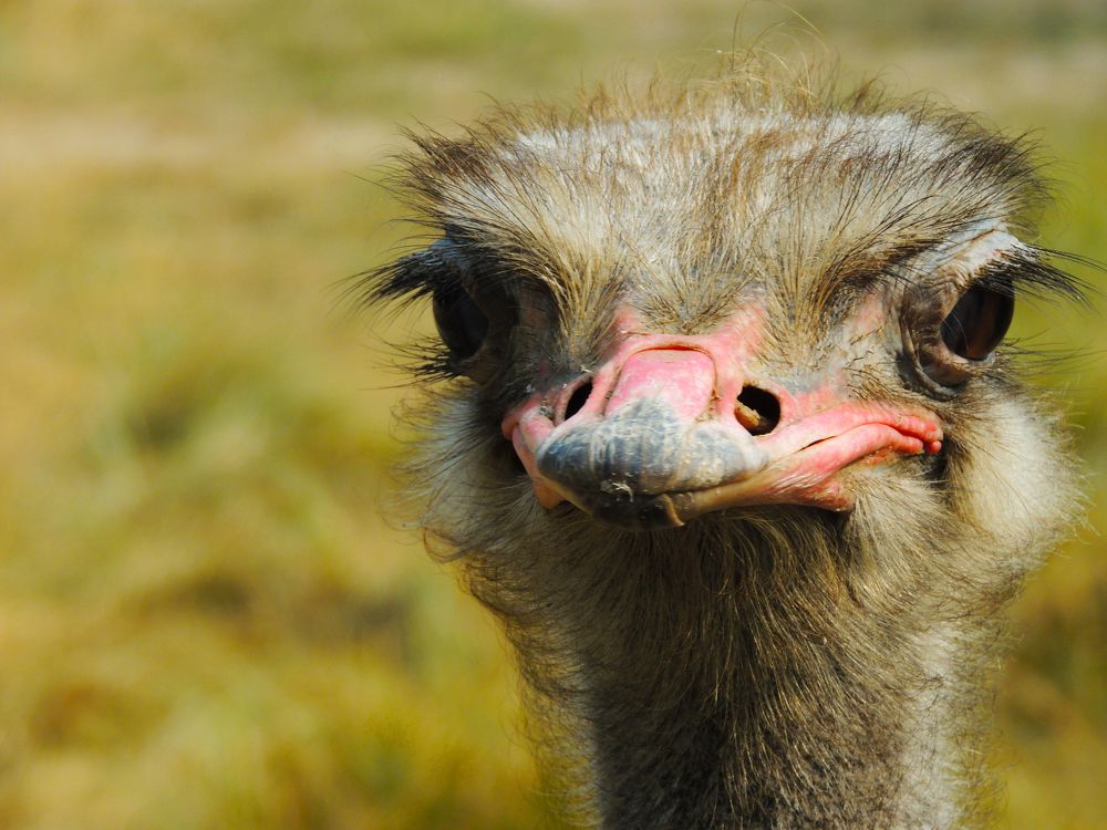 Ostrich face close-up