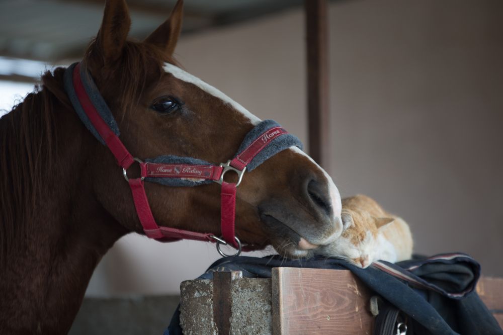 Photograph by Ирина Голомако