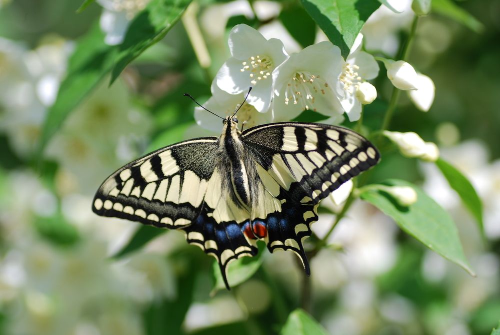 Photograph by Оксана Трофименко