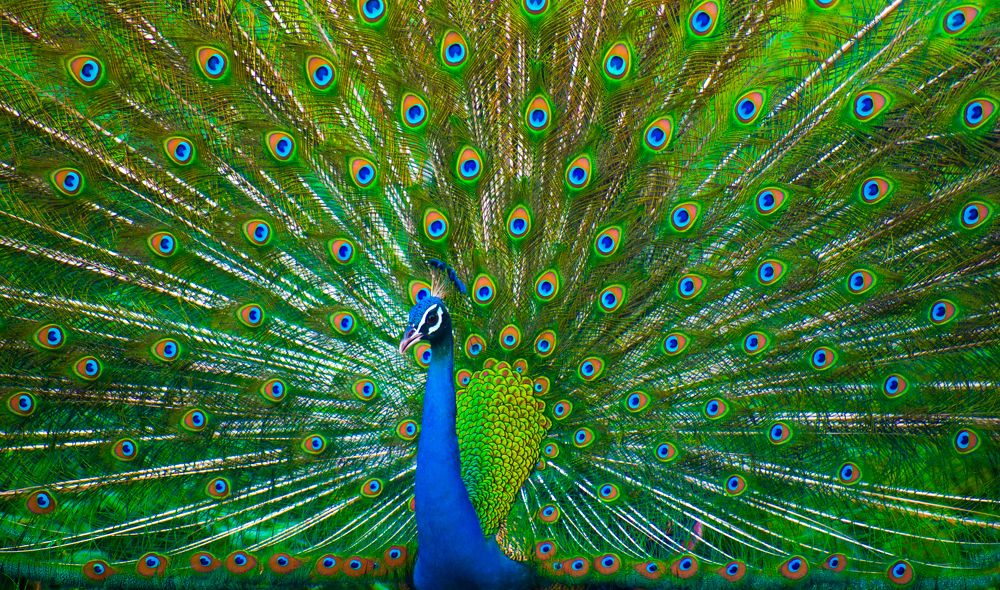 Indian peafowl