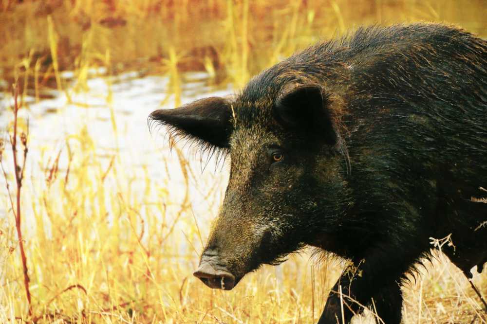 Неожиданная встреча