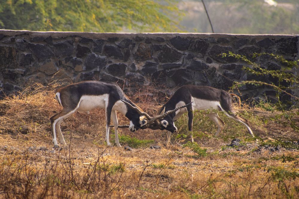 Photograph by mayur shrimali
