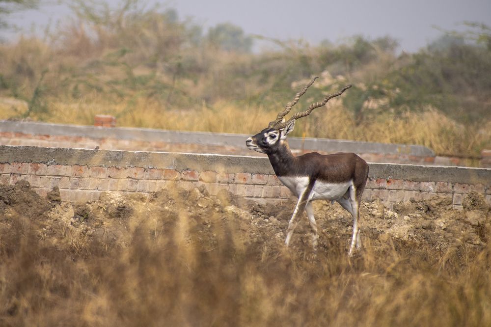 Photograph by mayur shrimali