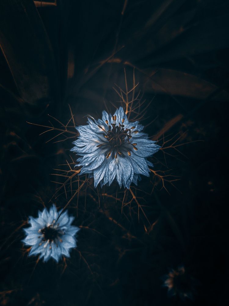 Photograph by Светлана Лобачева