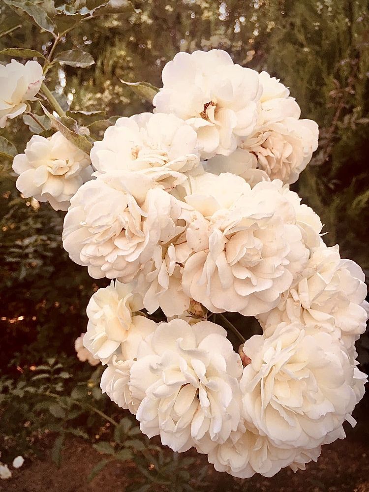 Flowers make the town bloom