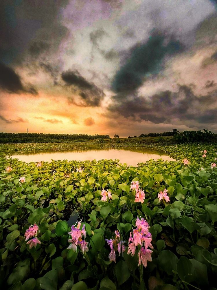 Фотография автора PRADIPTAMOY PAUL