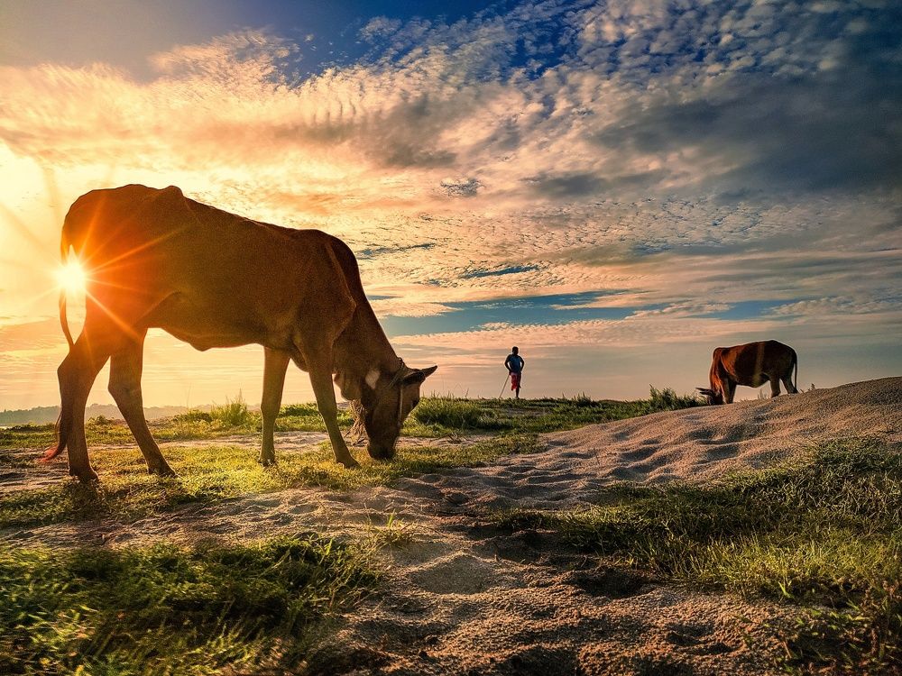 Фотография автора PRADIPTAMOY PAUL