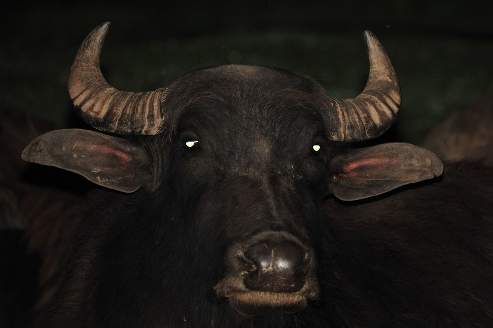 Photograph by Юрий Яковлев