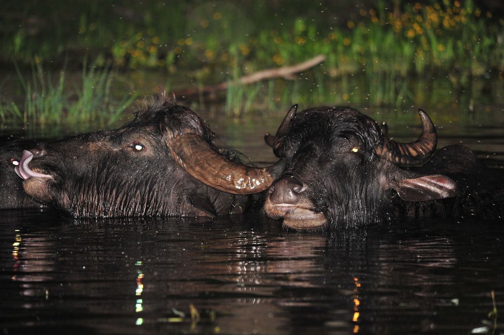 Photograph by Юрий Яковлев