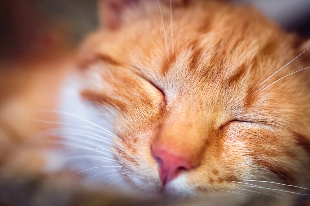 Photograph by Martin Kocjan