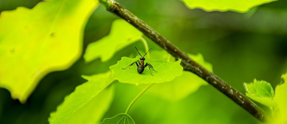 Муравей спешит домой!