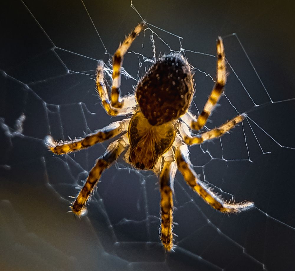 Photograph by Елена Бохолдина