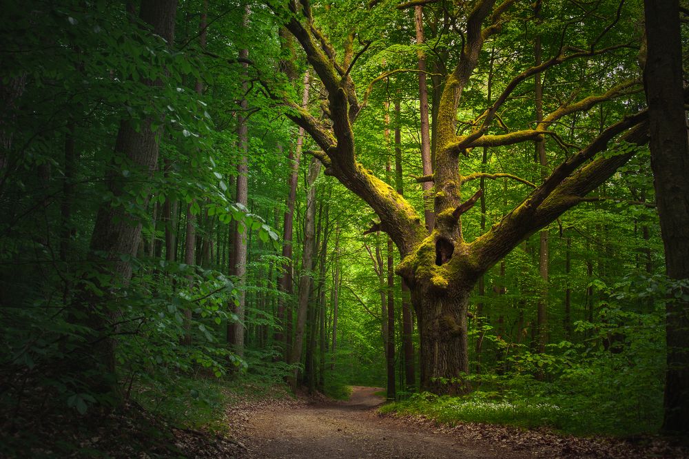 Photograph by Wiktor Kulesa