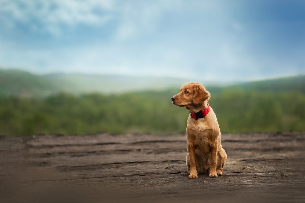 Photograph by Ксения Шевчук