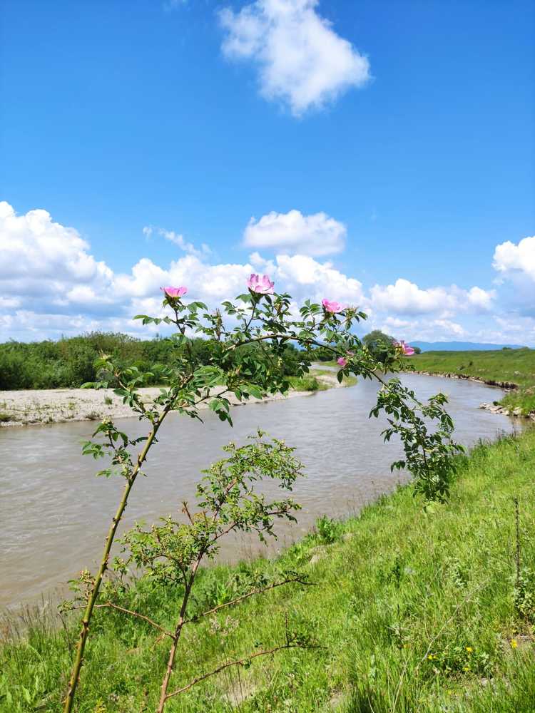 Photograph by rusenescu ramona