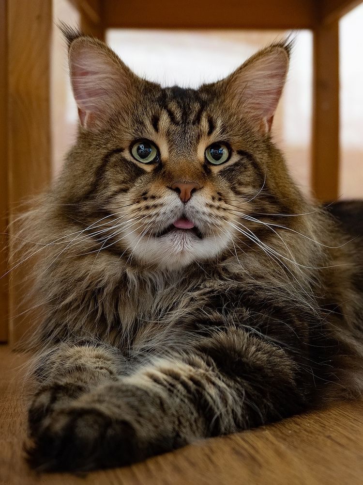 Фотография автора Елена Бурцева