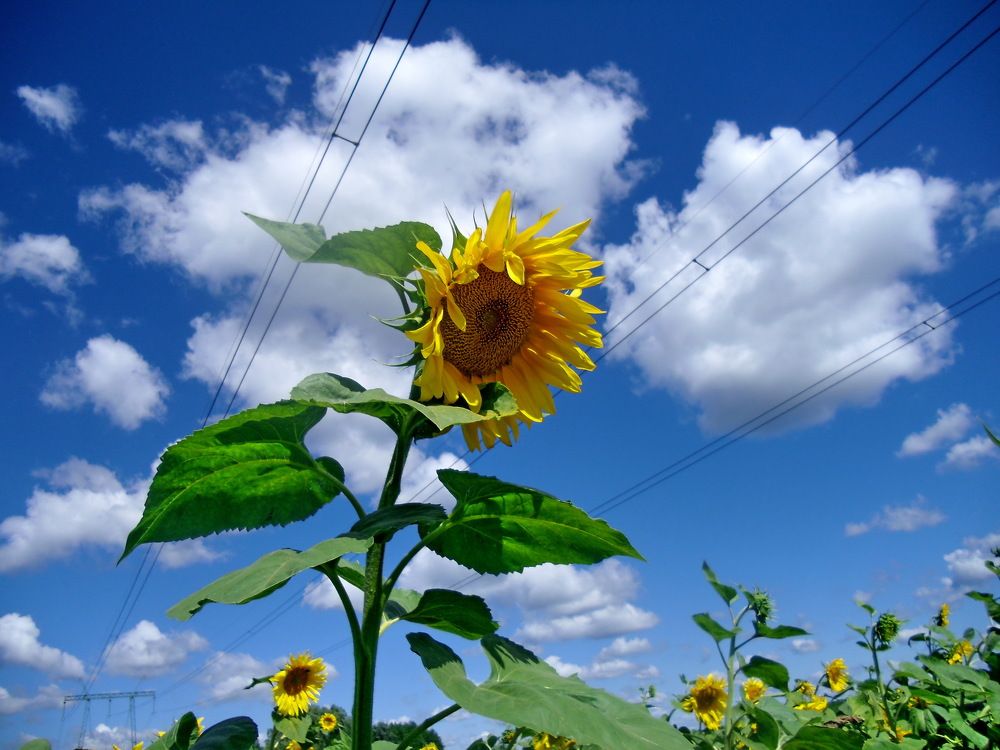 Photograph by Владимир Подкуйко