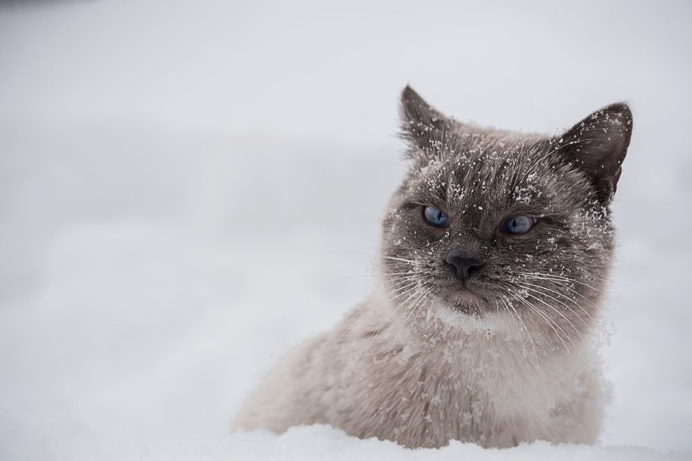 Photograph by Елена Плотникова