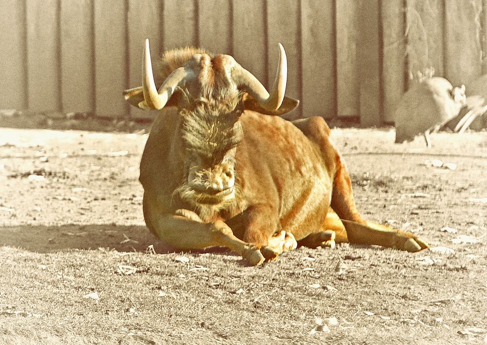 Siesta. Please do not disturb!