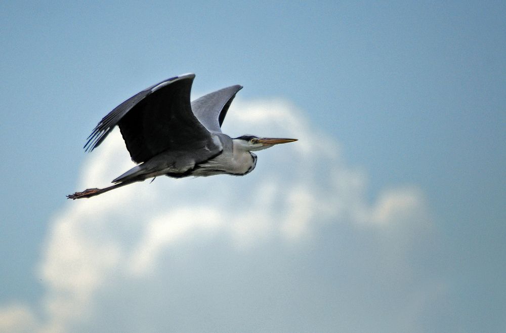 Серая цапля