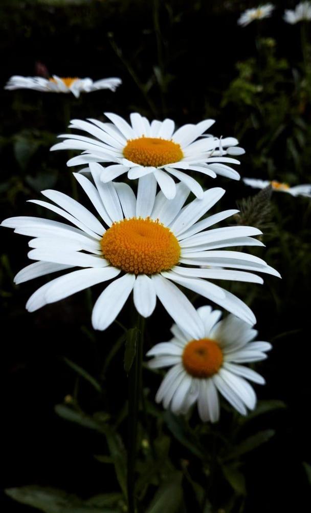 Фотография автора Eleonora