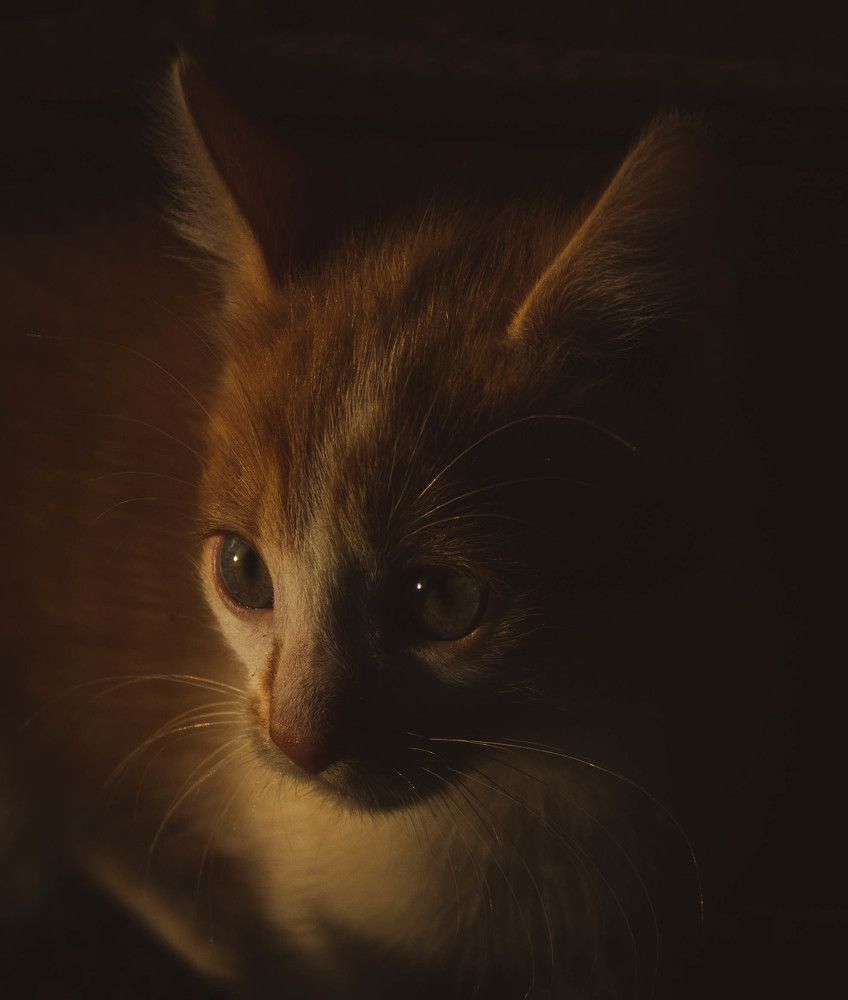 Рыжий котенок