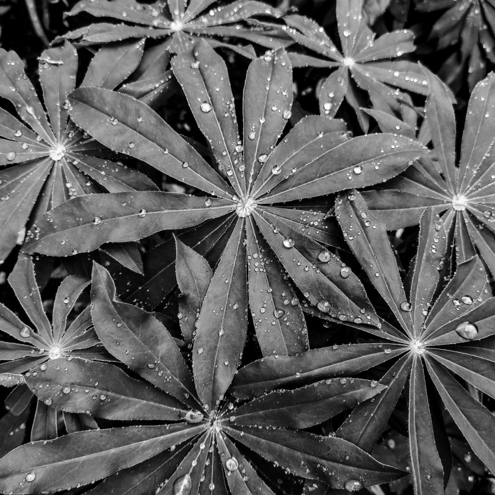 Photograph by Ирина Саттарова