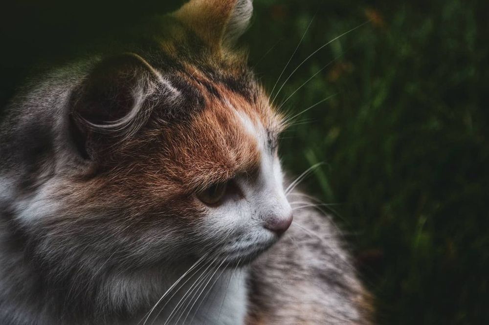 Photograph by Дарья Маркина