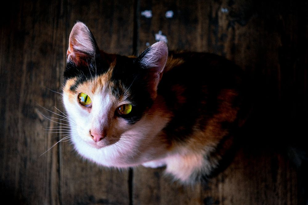 Photograph by Светлана Перминова