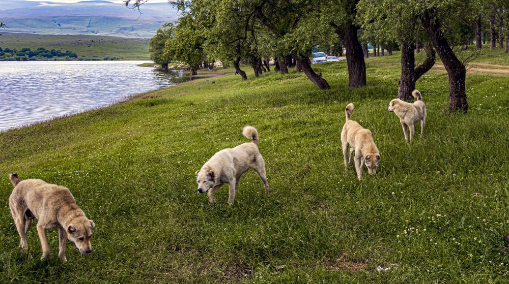 Photograph by Alex Kalpus