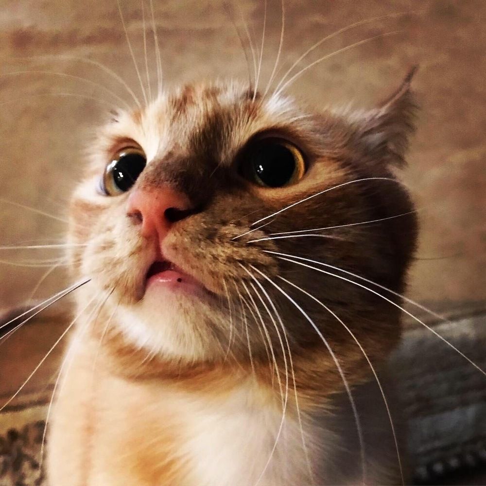 Кот- Ричард