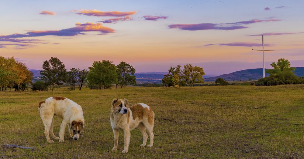 Photograph by Alex Kalpus