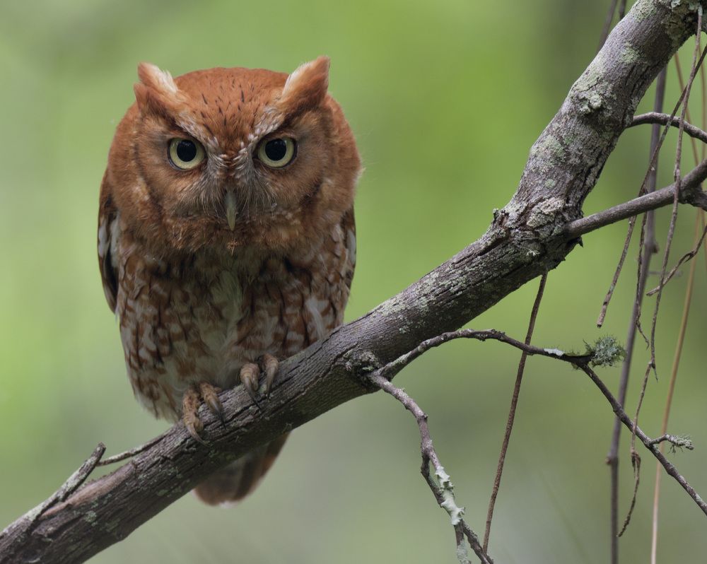 Eastern Screech Owl