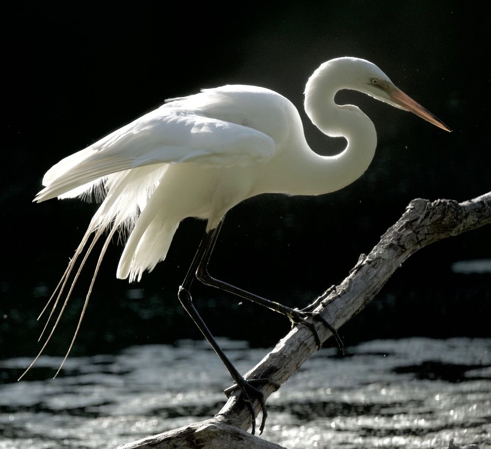 Great Egret