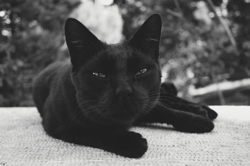 Photograph by Kasra Saadatju