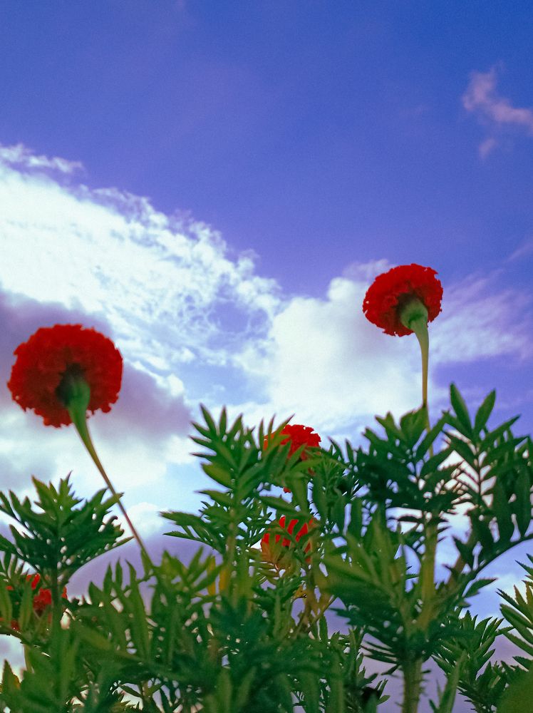 Photograph by Saurabh Suman