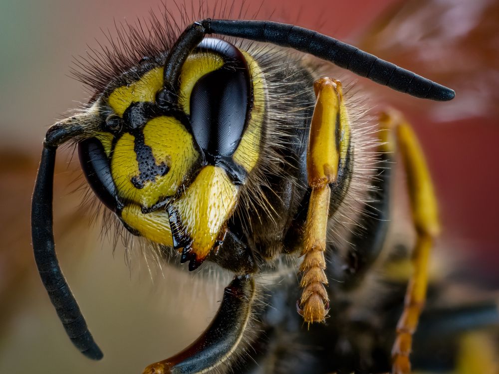 Бумажная оса