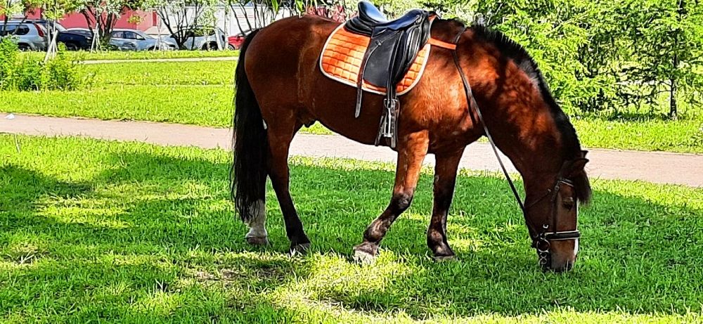 На лугу пасутся ко... Кони