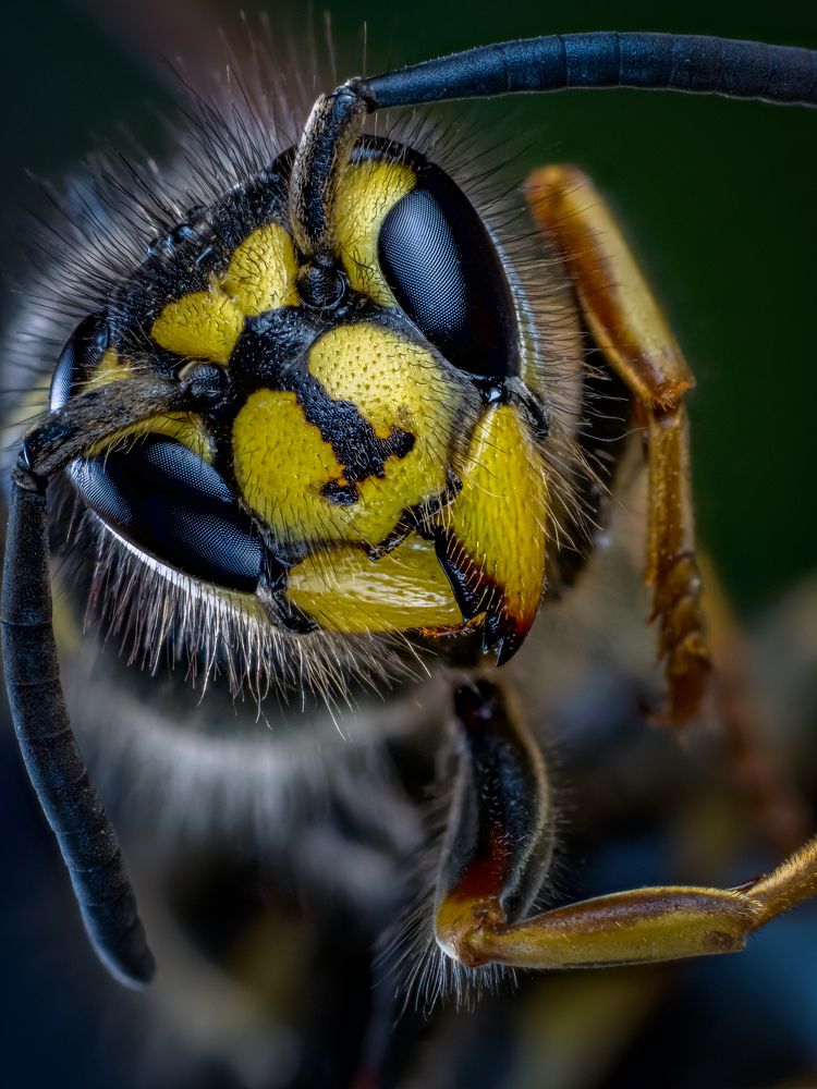 Портрет осы