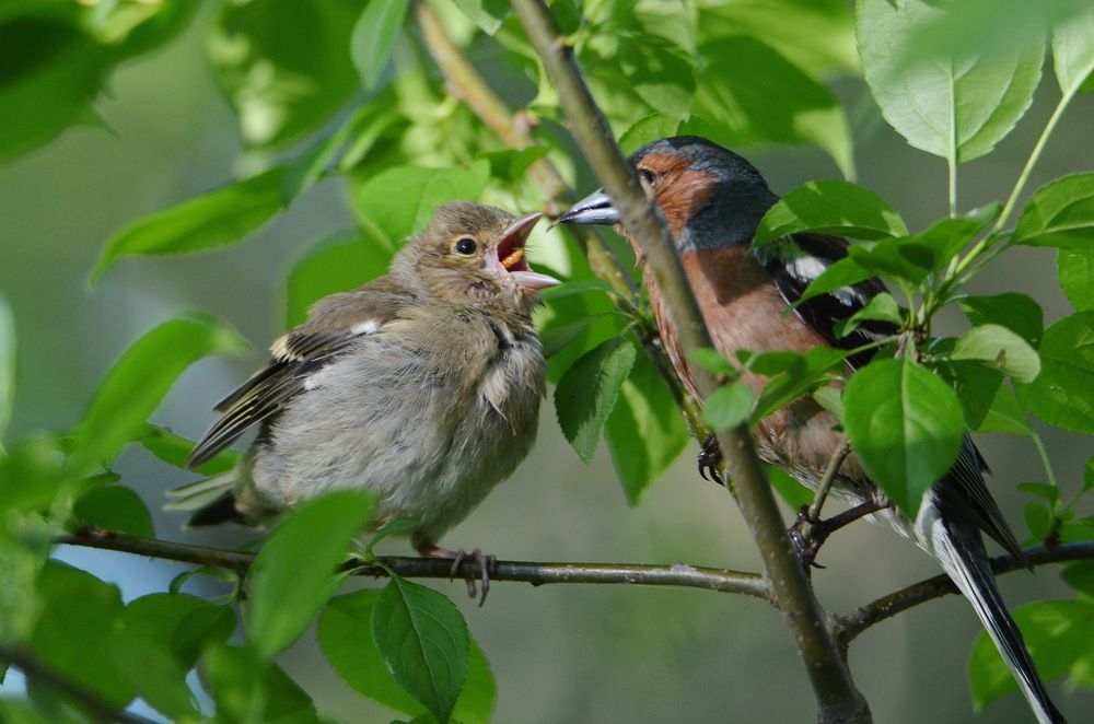 Photograph by Anna Kichapina