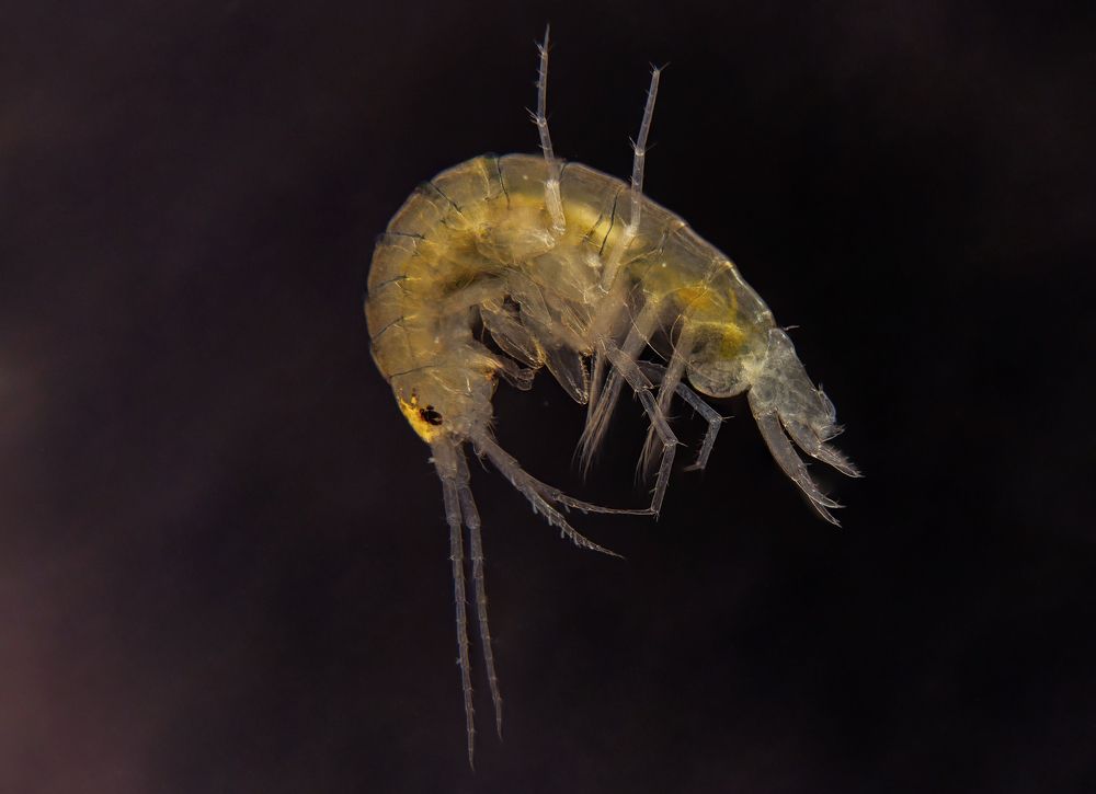 AMPHIPODA
