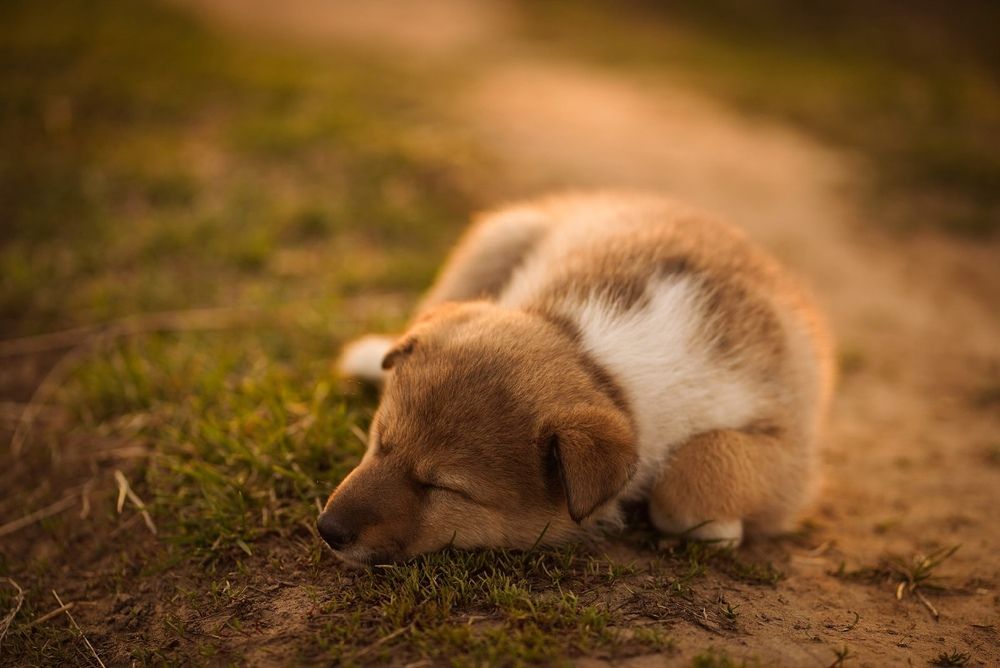 Photograph by Svetlana Reshetnikova