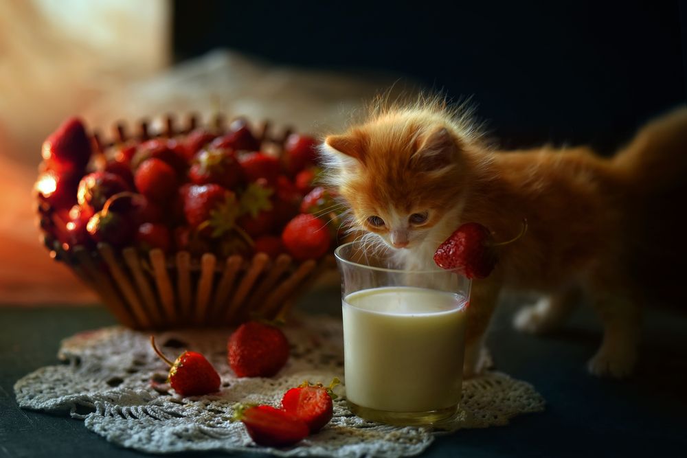 Фотография автора Светлана Лукьянова