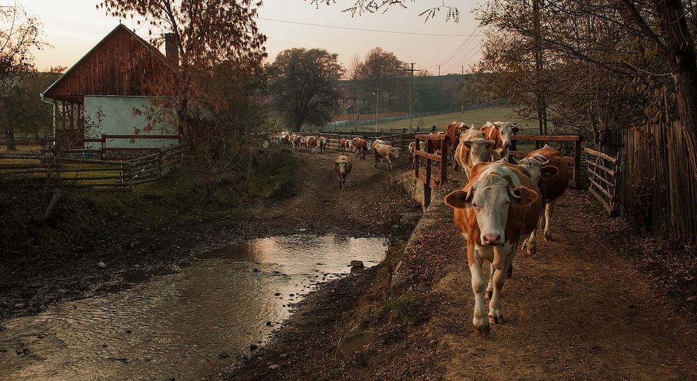 The Herd returns home 2