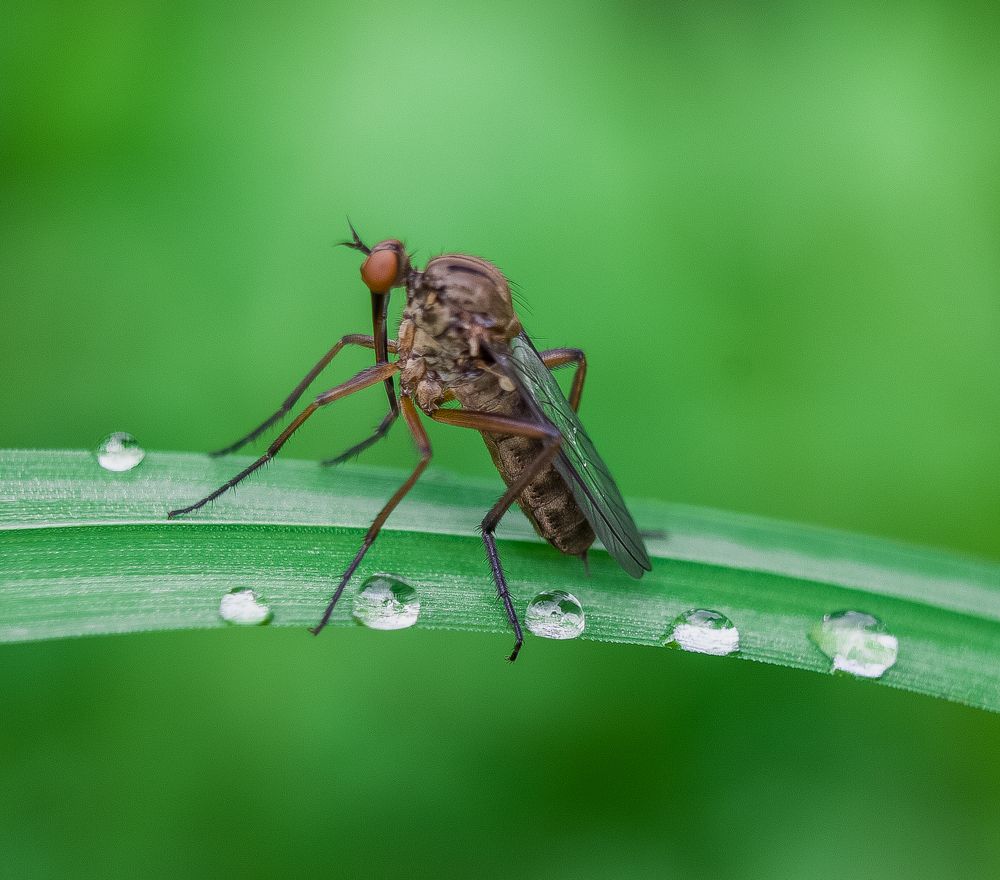 Капли дождя.