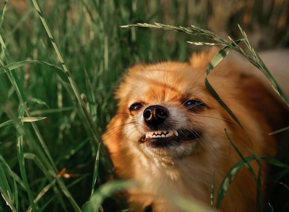 Фотография автора Алиса Чурчудесная