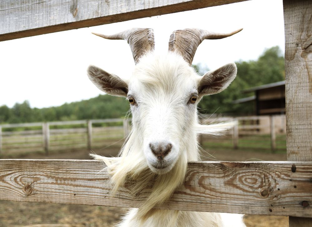 Фотография автора Рамиль Фаттахов